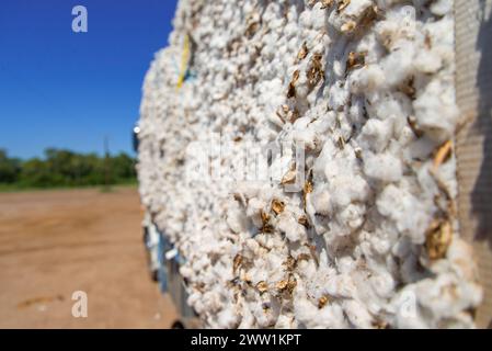 Produzione di cotone pronta per essere spedita in fabbrica con camion. Foto Stock