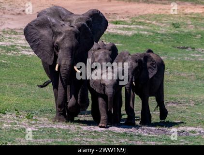 Famiglia di elefanti in movimento, Chobe National Park, Botswana Foto Stock