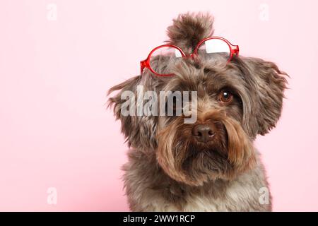 Simpatico cane Maltipoo con occhiali su sfondo rosa, spazio per testo. Adorabile animale domestico Foto Stock