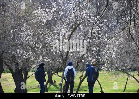 Srinagar, India. 20 marzo 2024. I turisti apprezzano gli alberi di mandorlo in fiore all'inizio della primavera attraverso il giardino Badawari, il giardino è molto popolare alla fine dell'inverno e all'inizio della primavera, quando migliaia di mandorli fioriscono. Il 20 marzo 2024 a Srinagar in India. (Immagine di credito: © Umer Qadir/eyepix via ZUMA Press Wire) SOLO PER USO EDITORIALE! Non per USO commerciale! Foto Stock