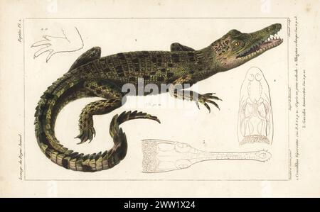 Coccodrillo di acqua salata, Crocodylus porosus 1. Testa e piedi del caimano dal naso largo, Caiman latirostris 2, e testa del ghariale in pericolo critico, Gavialis gangeticus 3. Incisione a mano su lastra di rame di Eugene Giraud dopo un'illustrazione di Felix-Edouard Guérin-Méneville e Louis Victor Bévalet da Iconographie du règne Animal de George Cuvier di Guérin-Méneville, Iconography of the Animal Kingdom di George Cuvier, J. B. Bailliere, Parigi, 1829-1844. Foto Stock