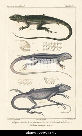 Coda di ciglia, Amphibolurus muricatus 1, lucertola gigante delle farfalle, Leiolepis guttata 2 e lucertola crestata verde, Bronchocela cristatella 3. AGAMA jasoniensis, Leiolepis guttatus, Calotes gutturosa. Incisione a mano su lastra di rame di Eugene Giraud dopo un'illustrazione di Felix-Edouard Guérin-Méneville e Louis Victor Bévalet da Iconographie du règne Animal de George Cuvier di Guérin-Méneville, Iconography of the Animal Kingdom di George Cuvier, J. B. Bailliere, Parigi, 1829-1844. Foto Stock