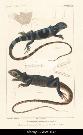 In via di estinzione Lau banded iguana, Brachylophus fasciatus e drago d'acqua cinese, Physignathus cocincinus 2. Incisione a mano di Eugene Giraud su lastra di rame stipple dopo un'illustrazione di Felix-Edouard Guérin-Méneville e Edouard Travies da Iconographie du règne Animal de George Cuvier di Guérin-Méneville, Iconography of the Animal Kingdom di George Cuvier, J. B. Bailliere, Parigi, 1829-1844. Foto Stock