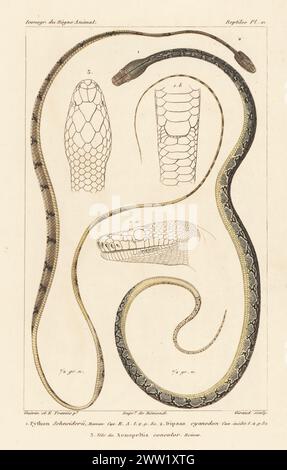 Pitone reticolato, Malayopython reticulatus 1, serpente gatto dentato cane, Boiga cynodon 2, e testa di sunbeam Snake, Xenopeltis concolor 3. Incisione a mano di Eugene Giraud su lastra di rame stipple dopo un'illustrazione di Felix-Edouard Guérin-Méneville e Edouard Travies da Iconographie du règne Animal de George Cuvier di Guérin-Méneville, Iconography of the Animal Kingdom di George Cuvier, J. B. Bailliere, Parigi, 1829-1844. Foto Stock