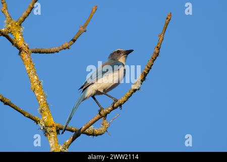 California Scrub Jay (Aphelocoma californica), Willamette Mission State Park, Oregon Foto Stock