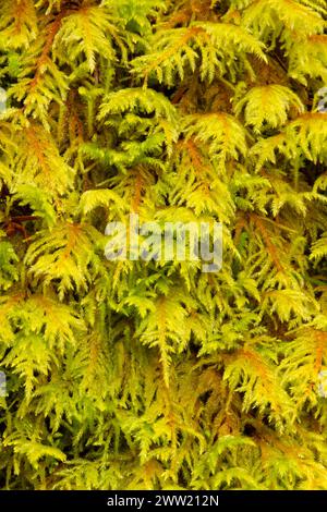 Club Moss, Quartzville Creek Wild e Scenic River, Quartzville National Back Country Byway, Oregon Foto Stock