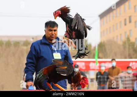 BAZHOU, CINA - 20 MARZO 2024 - combattimenti di galli durante i secondi Giochi sportivi tradizionali per agricoltori e pastori a Bazhou, provincia dello Xinjiang, Cina, Foto Stock