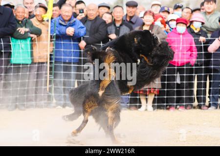 BAZHOU, CINA - 20 MARZO 2024 - lotta con i cani durante i secondi Giochi sportivi tradizionali per agricoltori e pastori a Bazhou, provincia dello Xinjiang, Cina, Foto Stock