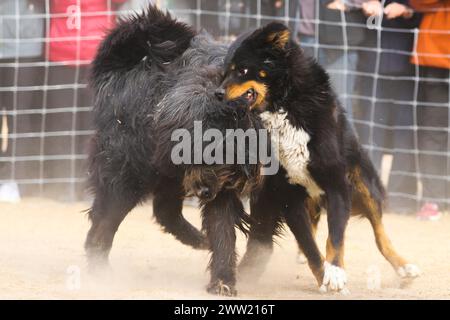 BAZHOU, CINA - 20 MARZO 2024 - lotta con i cani durante i secondi Giochi sportivi tradizionali per agricoltori e pastori a Bazhou, provincia dello Xinjiang, Cina, Foto Stock