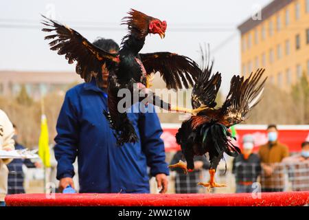 BAZHOU, CINA - 20 MARZO 2024 - combattimenti di galli durante i secondi Giochi sportivi tradizionali per agricoltori e pastori a Bazhou, provincia dello Xinjiang, Cina, Foto Stock