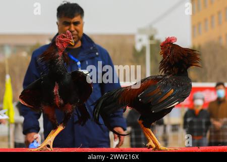 BAZHOU, CINA - 20 MARZO 2024 - combattimenti di galli durante i secondi Giochi sportivi tradizionali per agricoltori e pastori a Bazhou, provincia dello Xinjiang, Cina, Foto Stock