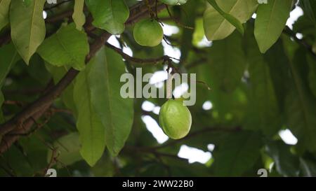 Terminalia catappa sulla natura. Chiamato anche mandorla di campagna, mandorla di mare e mandorla tropicale Foto Stock