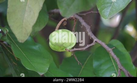 Terminalia catappa sulla natura. Chiamato anche mandorla di campagna, mandorla di mare e mandorla tropicale Foto Stock