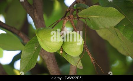 Terminalia catappa sulla natura. Chiamato anche mandorla di campagna, mandorla di mare e mandorla tropicale Foto Stock