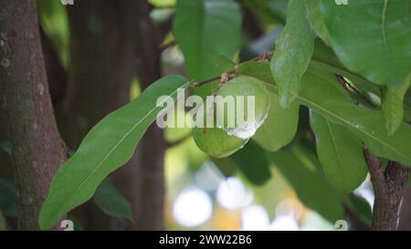 Terminalia catappa sulla natura. Chiamato anche mandorla di campagna, mandorla di mare e mandorla tropicale Foto Stock