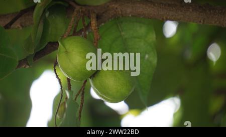 Terminalia catappa sulla natura. Chiamato anche mandorla di campagna, mandorla di mare e mandorla tropicale Foto Stock