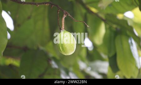 Terminalia catappa sulla natura. Chiamato anche mandorla di campagna, mandorla di mare e mandorla tropicale Foto Stock