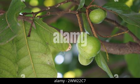 Terminalia catappa sulla natura. Chiamato anche mandorla di campagna, mandorla di mare e mandorla tropicale Foto Stock