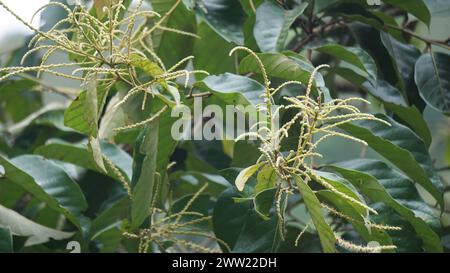 Castanea mollissima (castagne cinesi, sarangan, berangan, Saninten, Castanopsis argentea, rambutan hutan) fiore Foto Stock