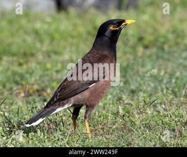 Uccello myna comune in piedi su erba verde Foto Stock