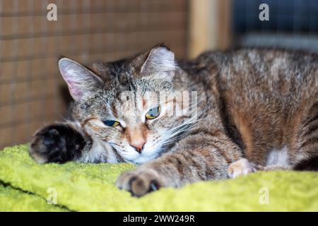 Un piccolo gatto tricolore che dorme in un letto da vicino Foto Stock