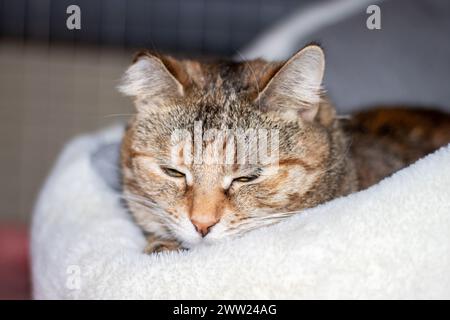 Un piccolo gatto tricolore che dorme in un letto da vicino Foto Stock