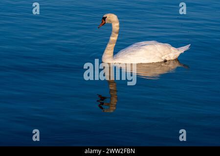 Ritratto dell'uccello aggraziato. Cigno bianco, uccelli che nuotano nel lago di Ohrid 2023. Macedonia. Anatidae. Riflessione dell'acqua. Alba. Cygnus Foto Stock