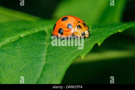 Ladybugs rosso su foglia verde e natura sfondo sfocato. Foto Stock