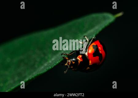 Ladybugs rosso su foglia verde e natura sfondo sfocato. Foto Stock