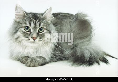 Siberian Forest Cat Blue Silver Tabby su sfondo bianco Foto Stock