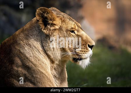 Un leone in erba alta che guarda con attenzione qualcosa in lontananza. Foto Stock