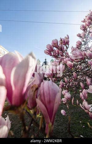 Frühlingsbeginn und blühende Mangnolienbäume am Salzburger Markartplatz a Salisburgo, Österreich am 20.03.2024. // inizio della primavera e alberi di mangnolia in fiore al Markartplatz di Salisburgo a Salisburgo, Austria, il 20 marzo 2024. - 20240320 PD2008 credito: APA-PictureDesk/Alamy Live News Foto Stock