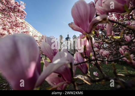 Frühlingsbeginn und blühende Mangnolienbäume am Salzburger Markartplatz a Salisburgo, Österreich am 20.03.2024. // inizio della primavera e alberi di mangnolia in fiore al Markartplatz di Salisburgo a Salisburgo, Austria, il 20 marzo 2024. - 20240320 PD2019 credito: APA-PictureDesk/Alamy Live News Foto Stock