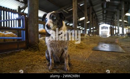 Un cane da pastore di Border Collie che lavora in una fattoria a Brecon Beacons, Galles, marzo 2023 Foto Stock