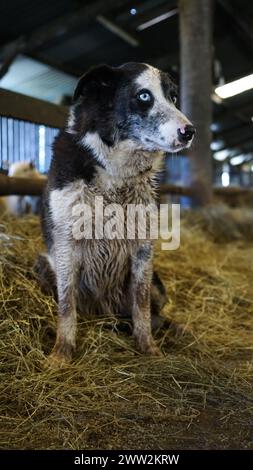 Un cane da pastore di Border Collie che lavora in una fattoria a Brecon Beacons, Galles, marzo 2023 Foto Stock