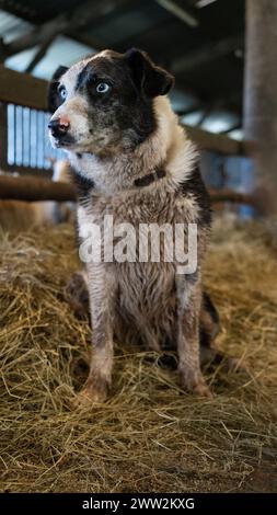 Un cane da pastore di Border Collie che lavora in una fattoria a Brecon Beacons, Galles, marzo 2023 Foto Stock