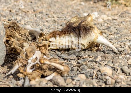 Resti di una capra selvatica morta Foto Stock