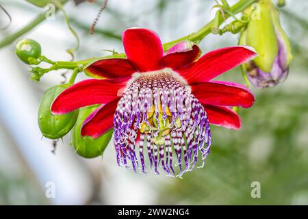 Una bella Passiflora alata in fiore Foto Stock