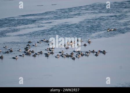 Re eider Somateria spectabilis e anatre comuni Somateria mollissima su piombo aperto migrazione primaverile del Mar dei Chukchi Utqiagvik Alaska Foto Stock