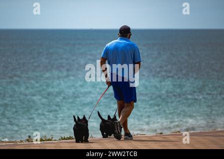 Un uomo gode di una tranquilla passeggiata con due terrier scozzesi lungo il mare. Foto Stock