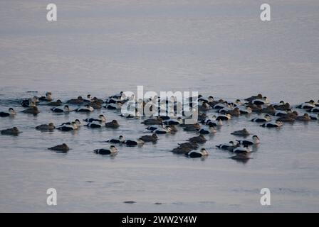 Re eider Somateria spectabilis e anatre comuni Somateria mollissima su piombo aperto migrazione primaverile del Mar dei Chukchi Utqiagvik Alaska Foto Stock