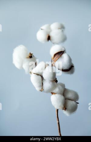 Ramo di cotone su sfondo blu. Sfondo naturale minimalista. Foto Stock