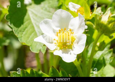 Cespugli di fragole in fiore con fiori bianchi che crescono nel giardino. Foto Stock