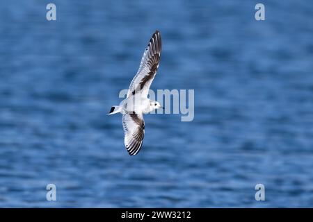 Little Gull, primo giovane invernale, in volo che mostra i dettagli dell'ala superiore. Foto Stock