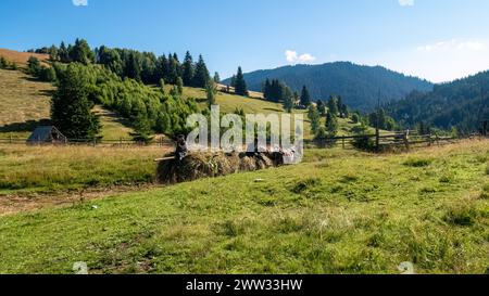 Raccolta di fieno nei carpazi della Romania Foto Stock