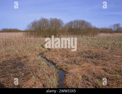 Baden-Wuerttemberg, Federsee Bad Buchau Foto Stock