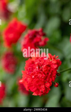 Un gruppo di fiori di geranio rosso profondo si distingue con una vegetazione lussureggiante alle spalle. Foto Stock