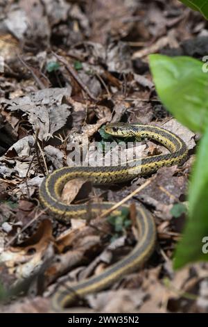 Serpente da giarrettiera in un mucchio di foglie autunnali Foto Stock