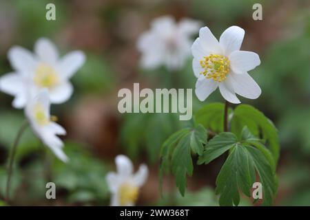 Primo piano di graziosi anemoni di legno bianco, vista laterale, messa a fuoco selettiva Foto Stock