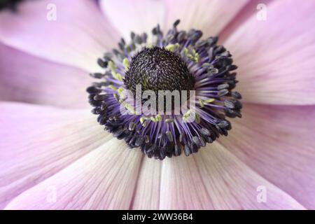 Foto macro del bel centro di una coronaris di Anemone con vista sulle Anthers viola Foto Stock